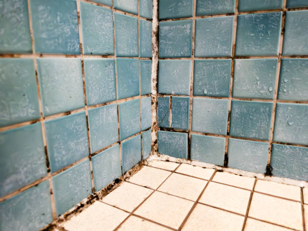 Best Attic Mold Removal  in Placentia, CA