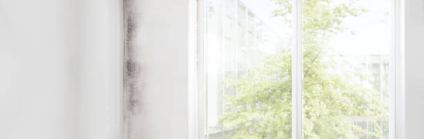 Best Attic Mold Removal  in Placentia, CA