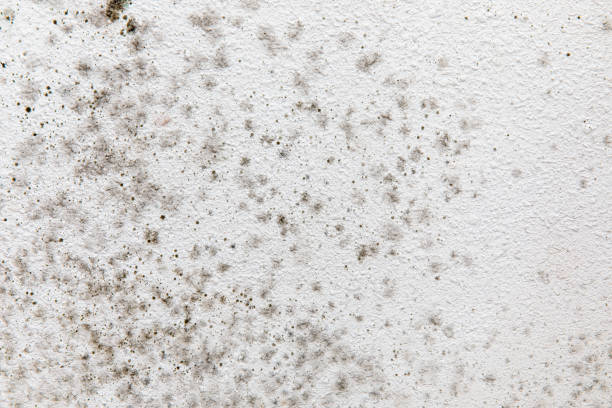 Professional Mold Removal in Placentia, CA