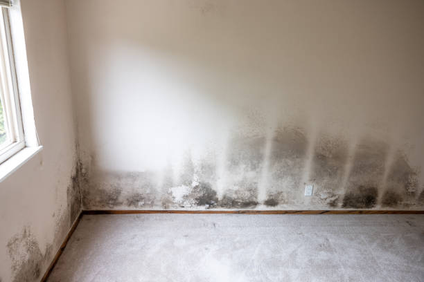 Best Black Mold Removal  in Placentia, CA